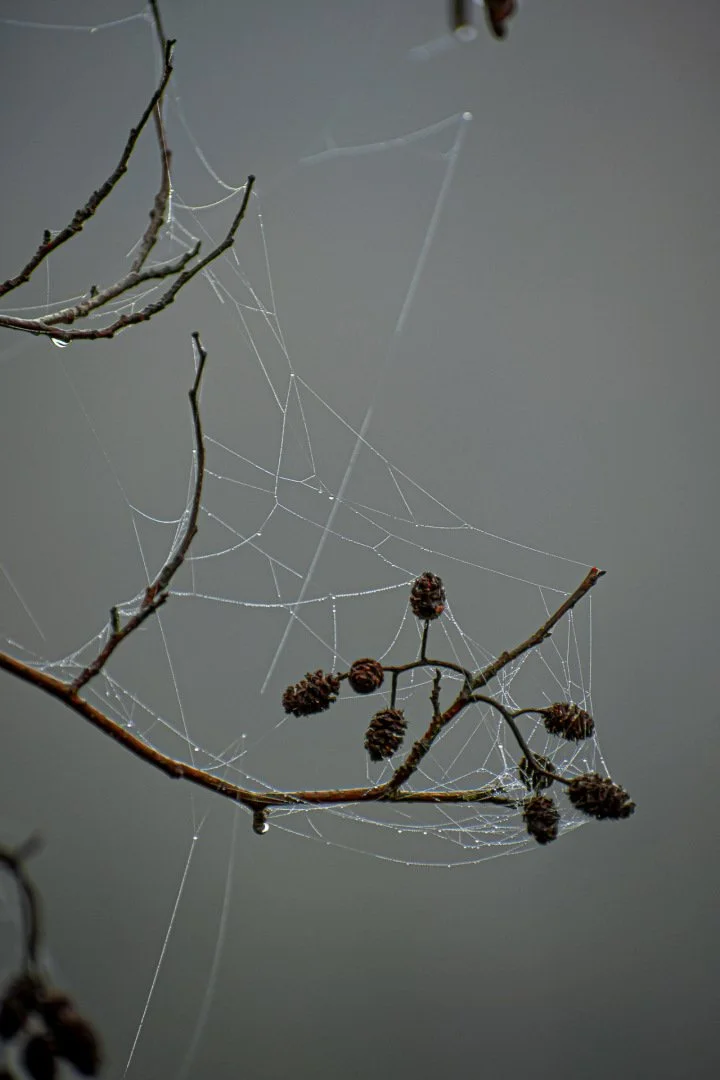 Nature-geometrique.jpg