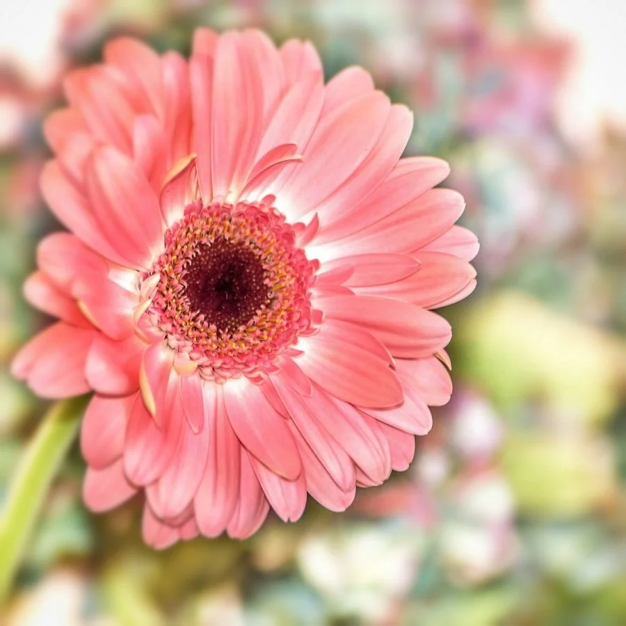 4-gerbera.jpg