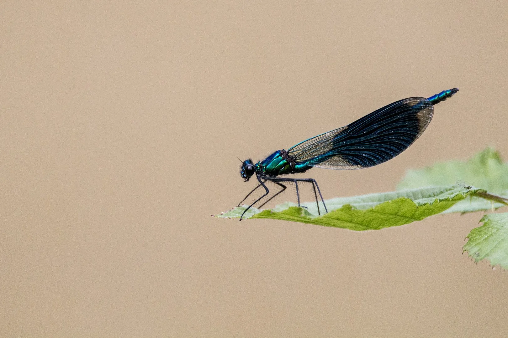 Calopterix-eclatant.jpg