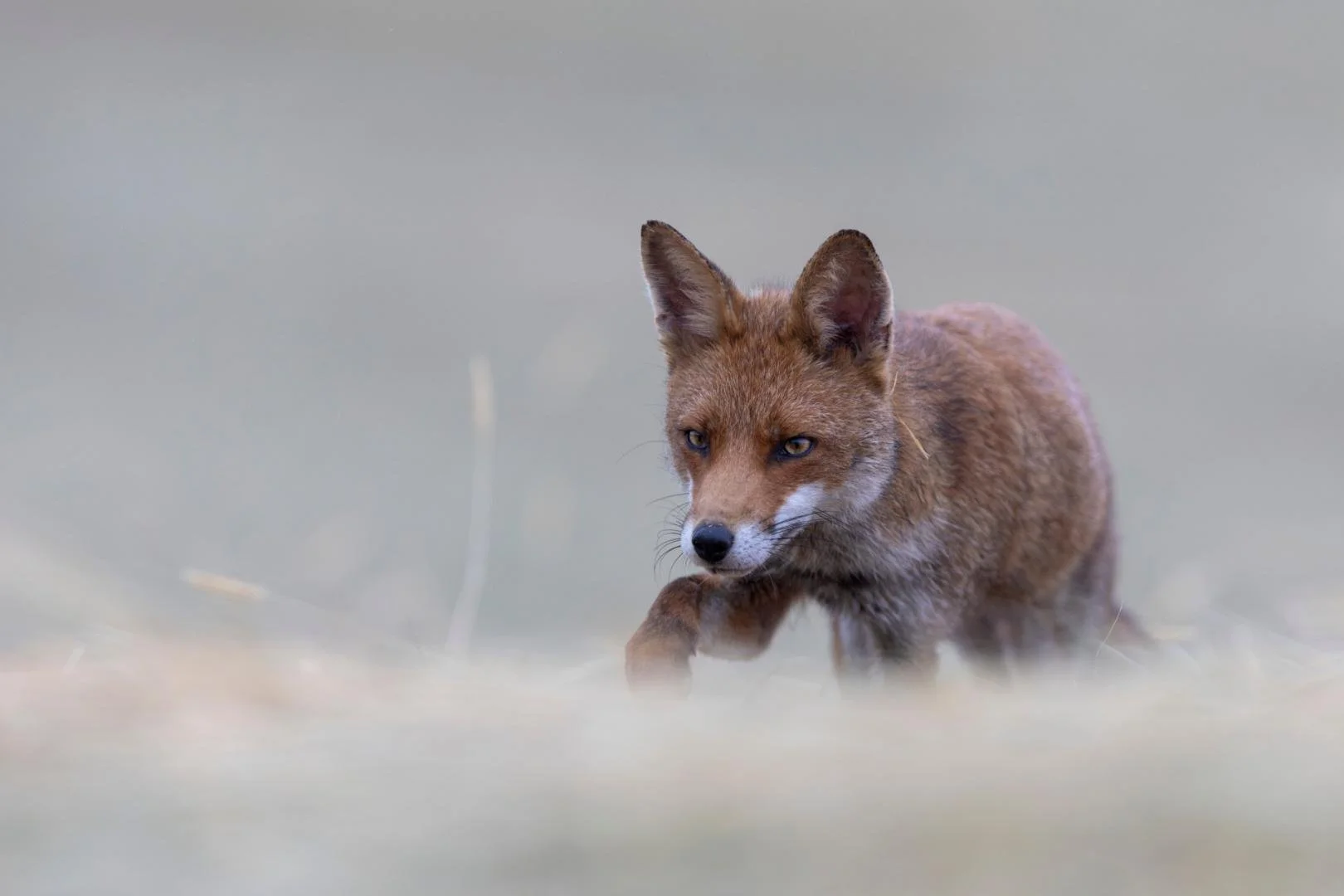 RG_0525_Renard08.jpg