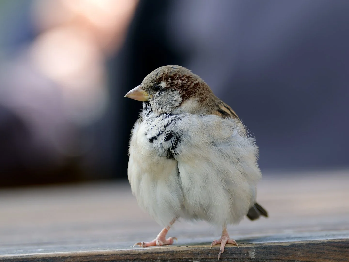 JV-OCT-2025-Moineau-domestique-P9250292_DxO.jpg