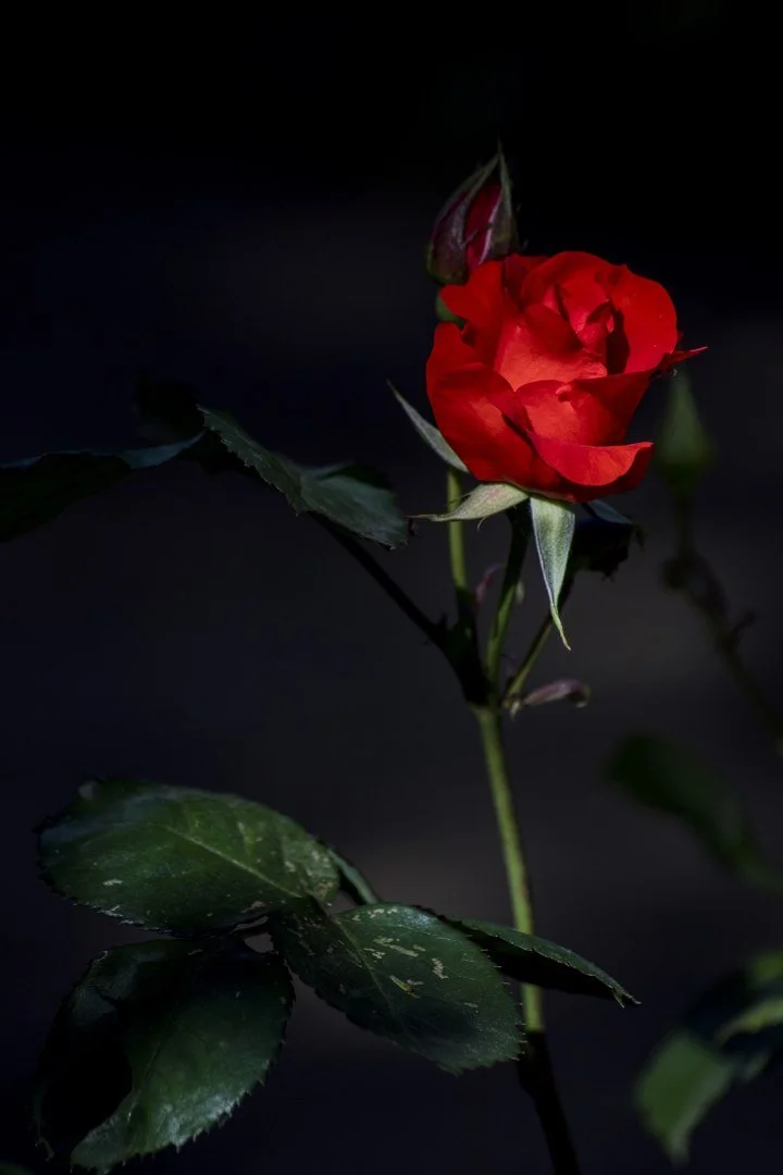 Rose.jpg