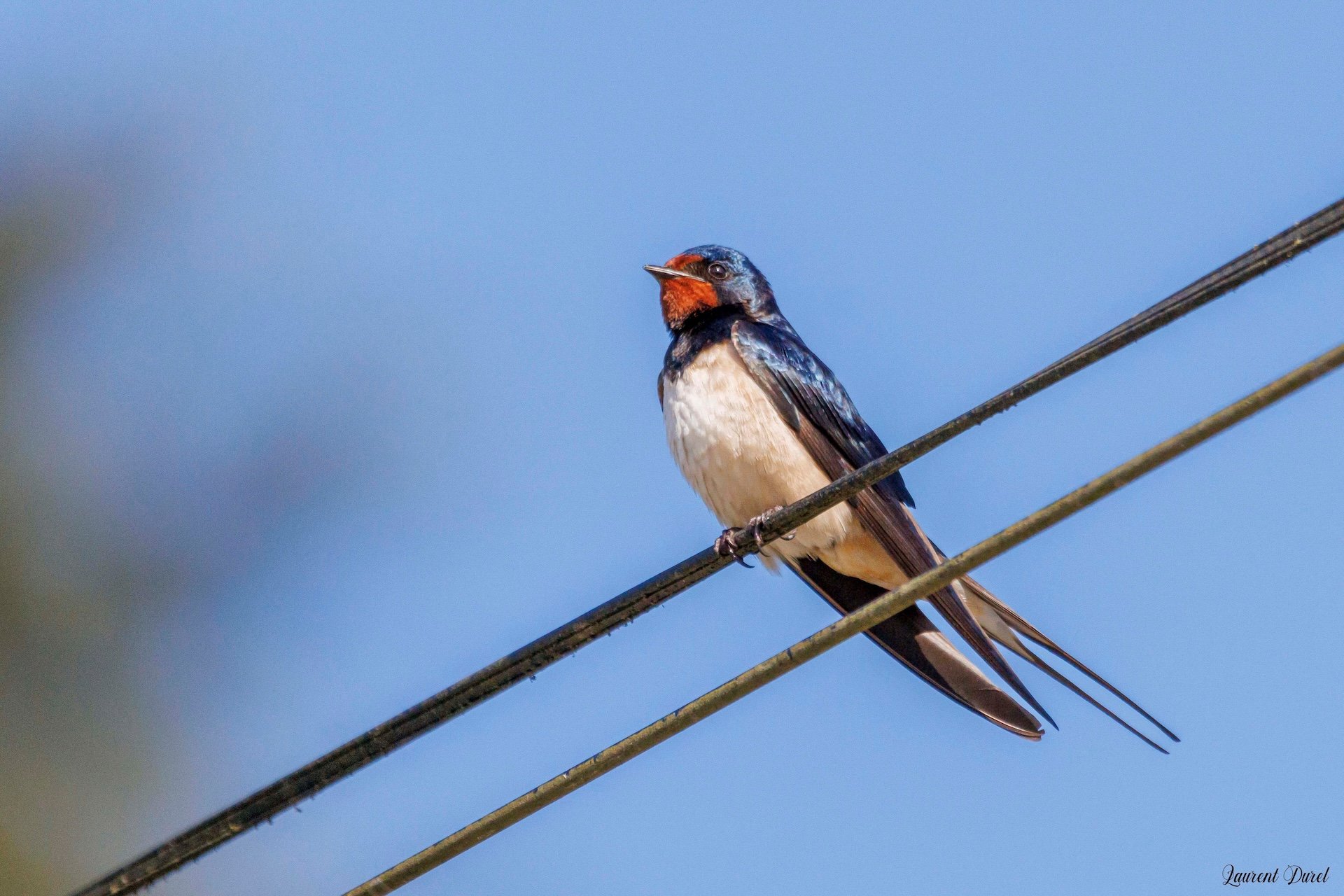 05-26-LD-Hirondelle rustique.jpg