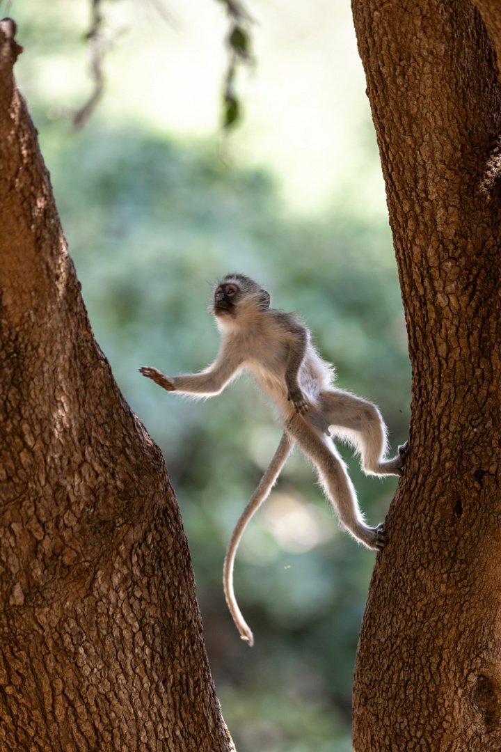 RG_1024_Vervet.jpg