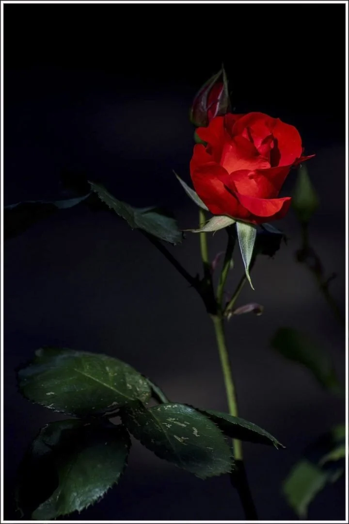 Roses-3.JPG