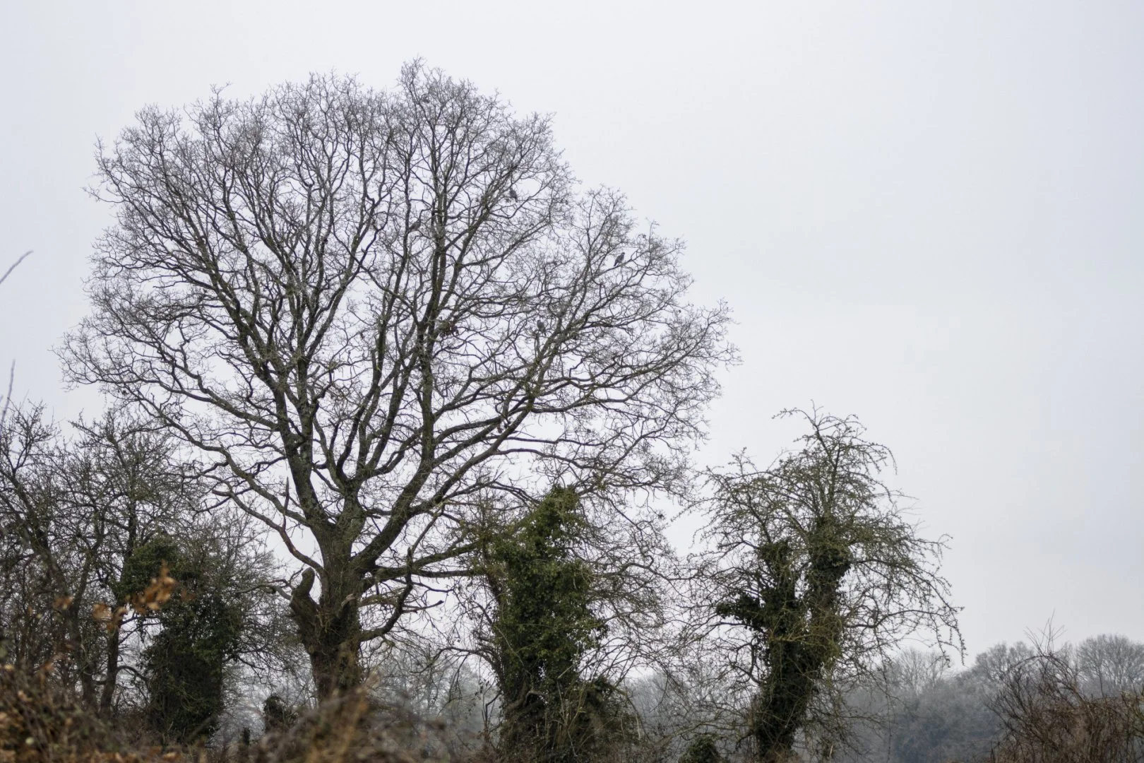 Dans-le-brouillard.jpg