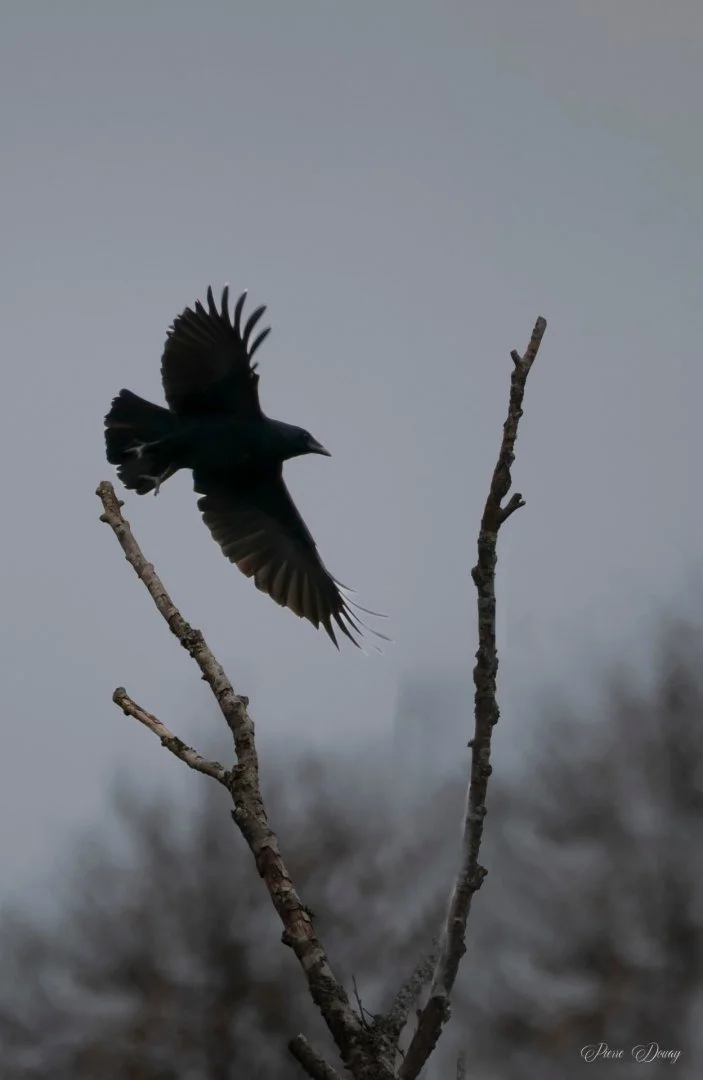 Corbeau-.jpg