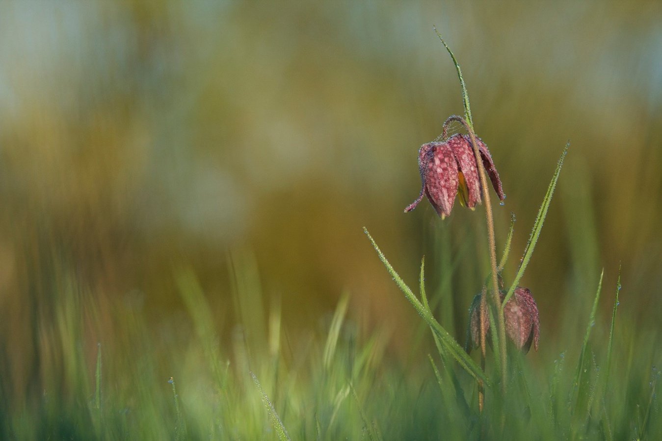 Fritillaires-sous-la-rosée-du-matin.jpg