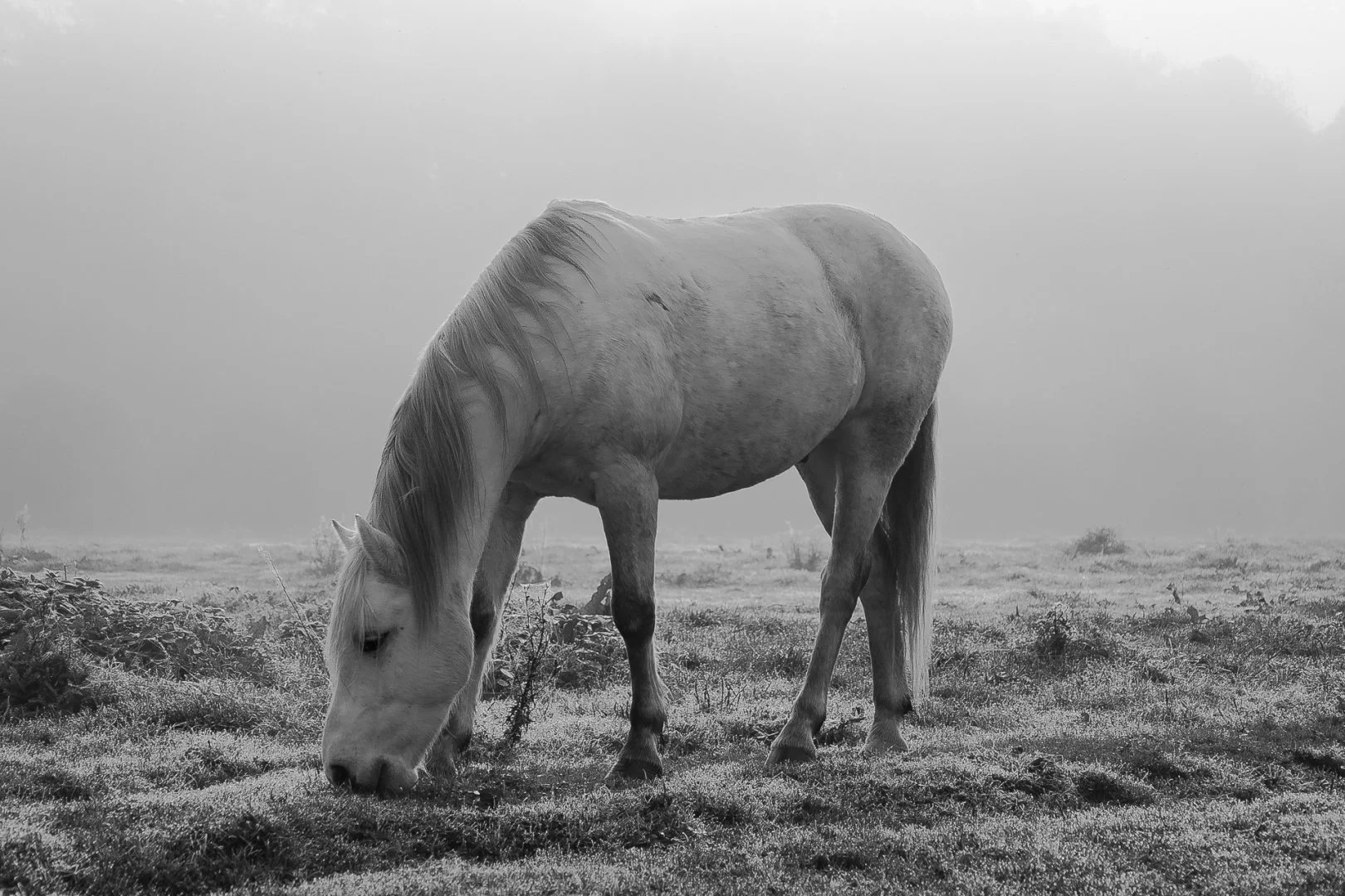 Herbe-fraîche-.jpg