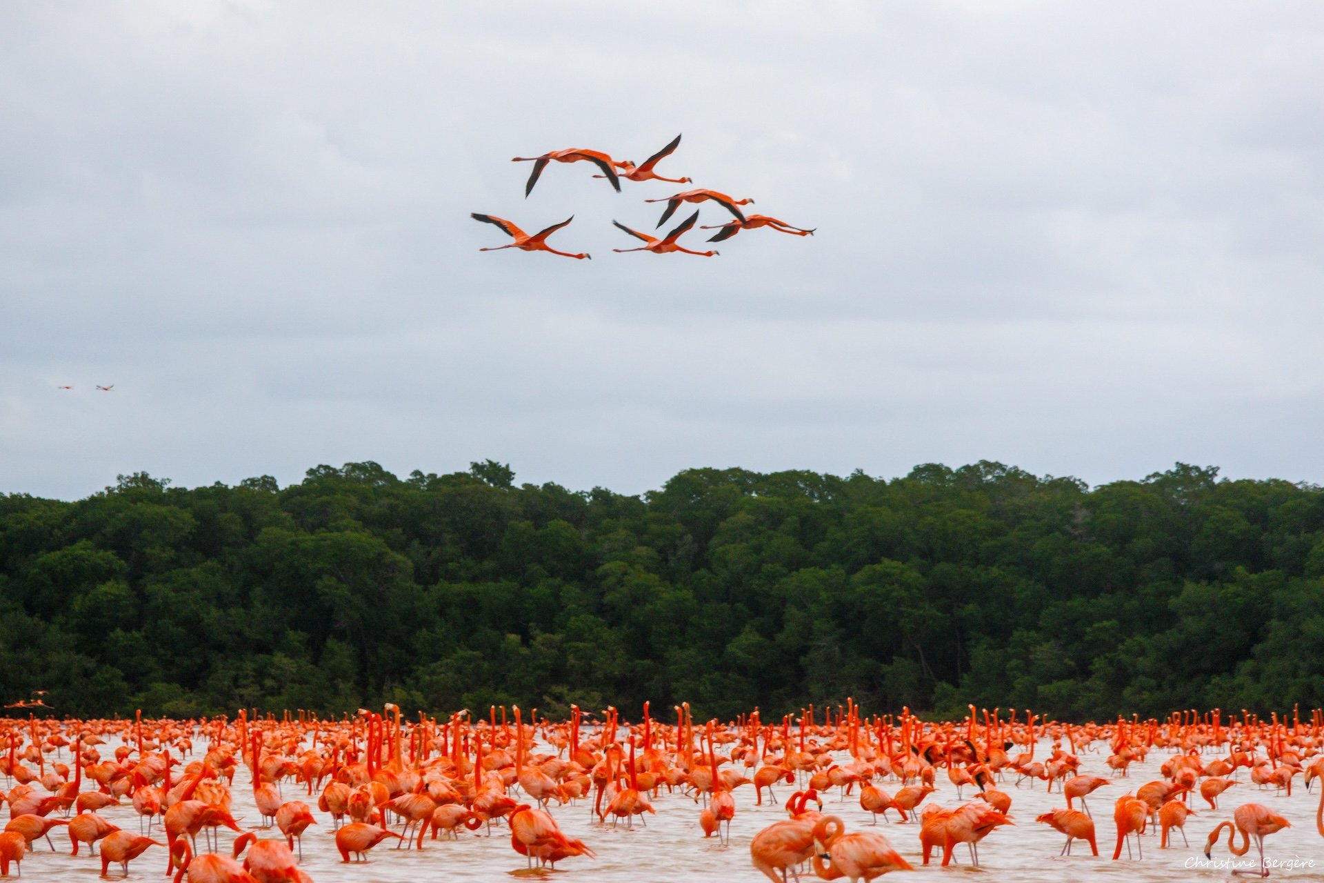 CB-0126-Flamants en vol.jpg