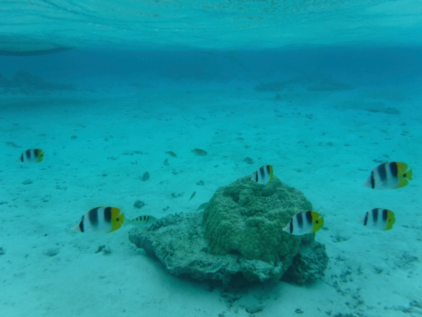 HM-Poissons-des-lagons-Mod-5mm-S-Vit250s-f6.2-ISO100-Maupiti-DSCF2069_01.jpg