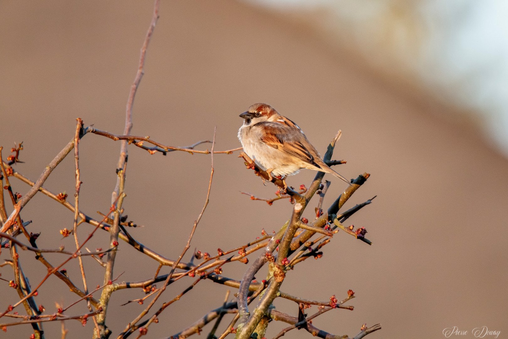 P-D-02-25-3-Moineau.jpg