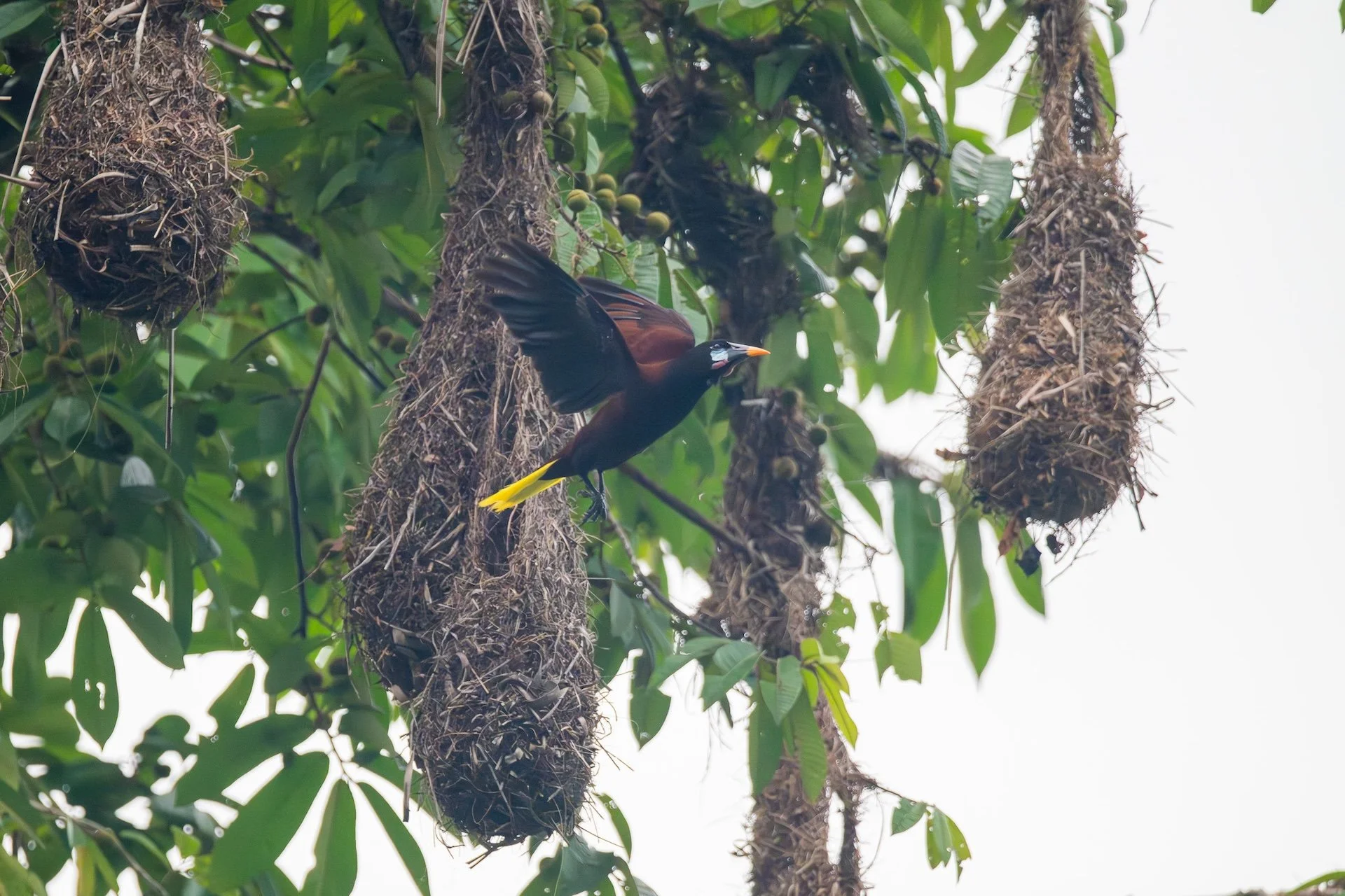 01-04-HM37 La pendule dor ou Montezuma Oropendola DSC_9120.jpg