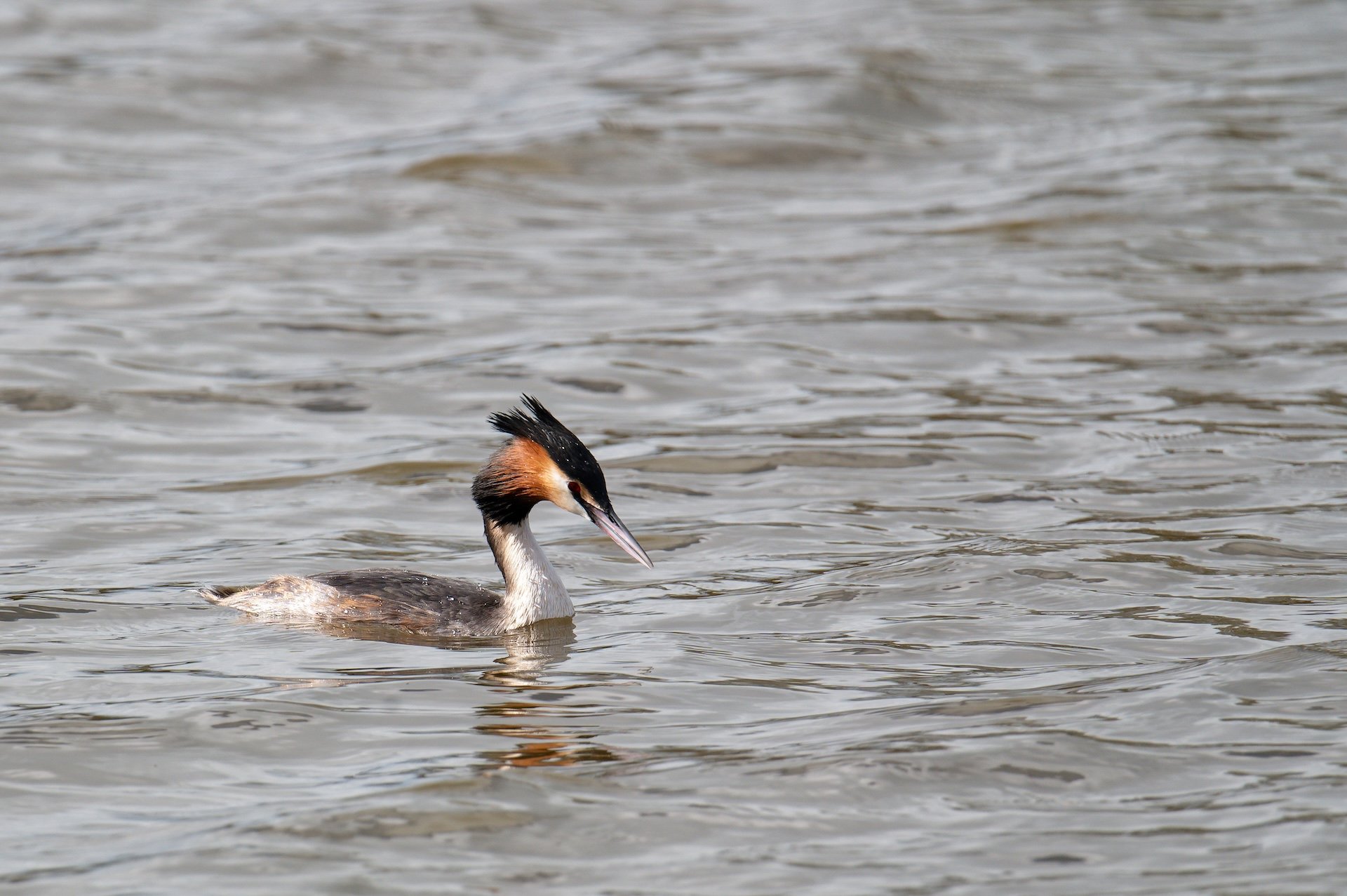 Grebe_Huppe_02.jpg
