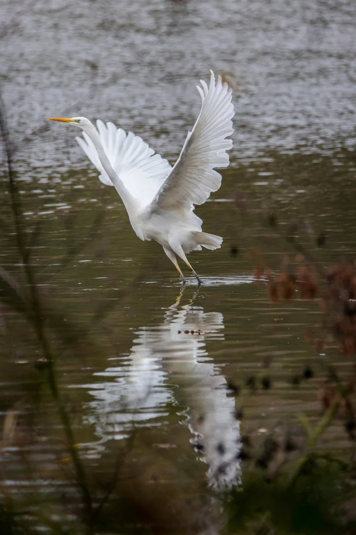 PF_12_23_Grande-aigrette.jpg