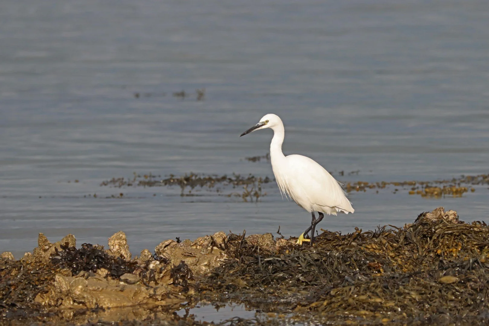 LD-10-11-Aigrette-Garzette.jpg