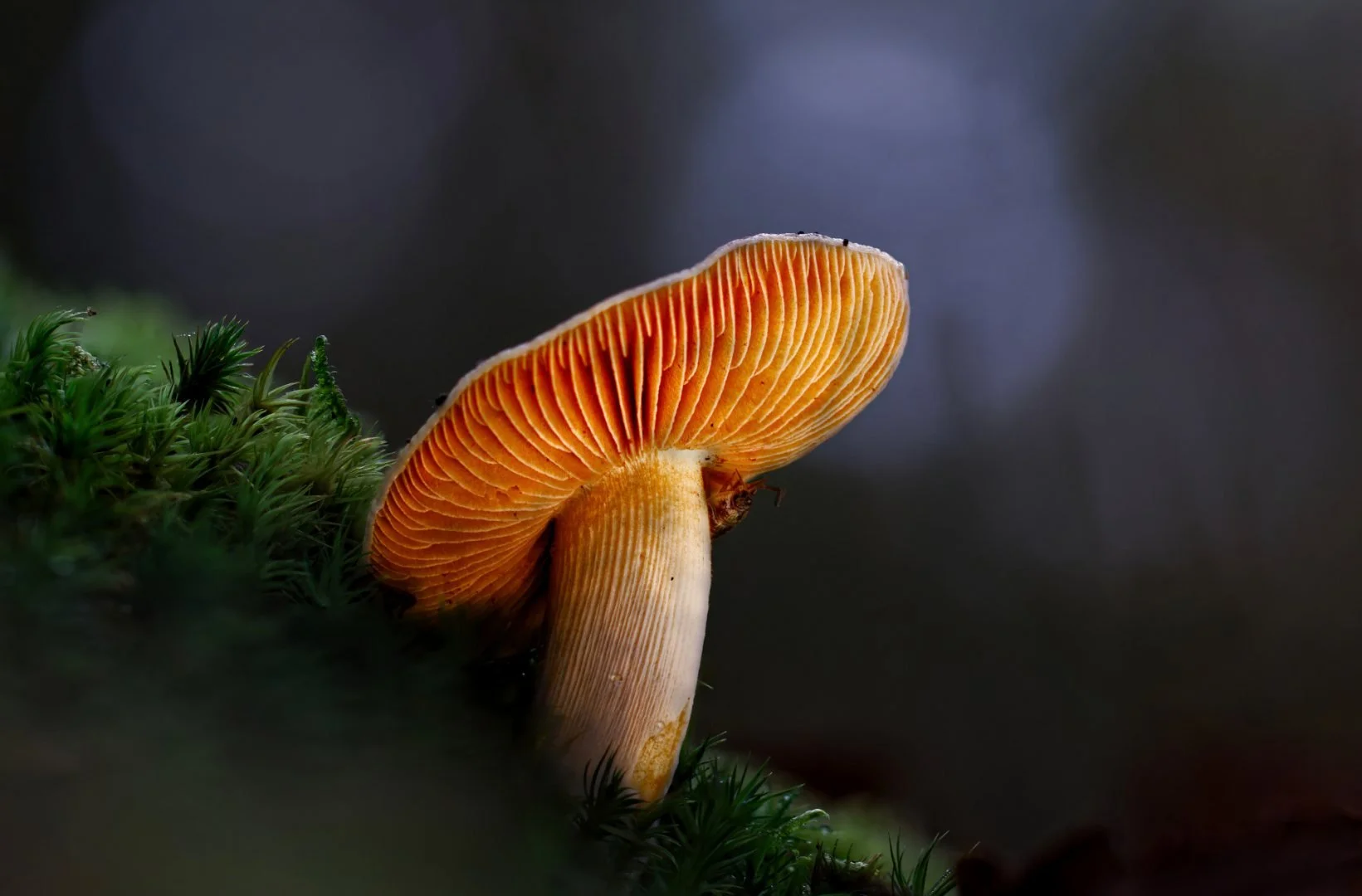 champignon-lumineux.jpg