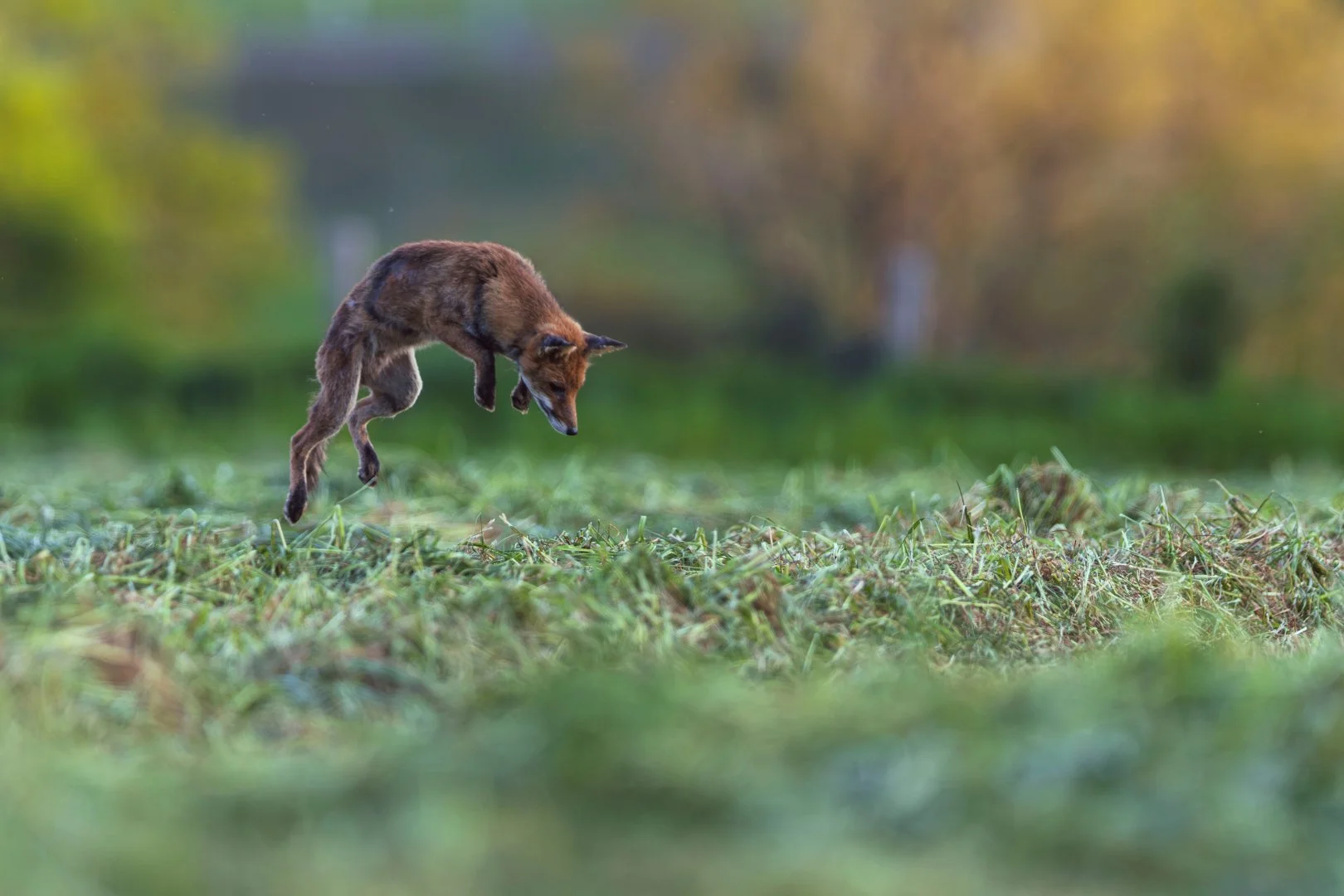 RG_0424_Renard03.jpg