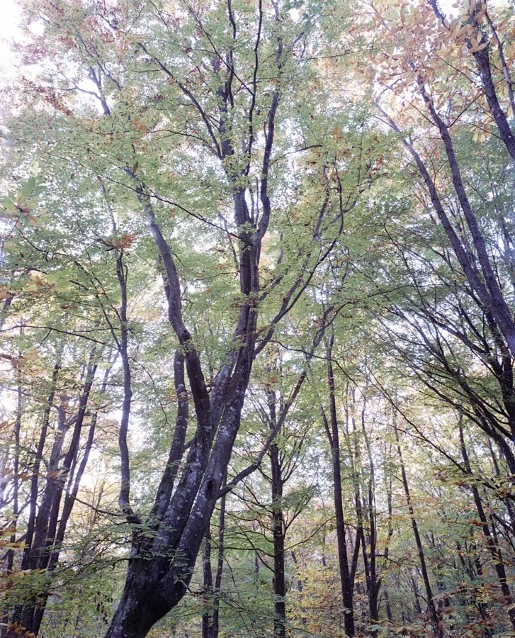 Vers-la-canopée.jpg