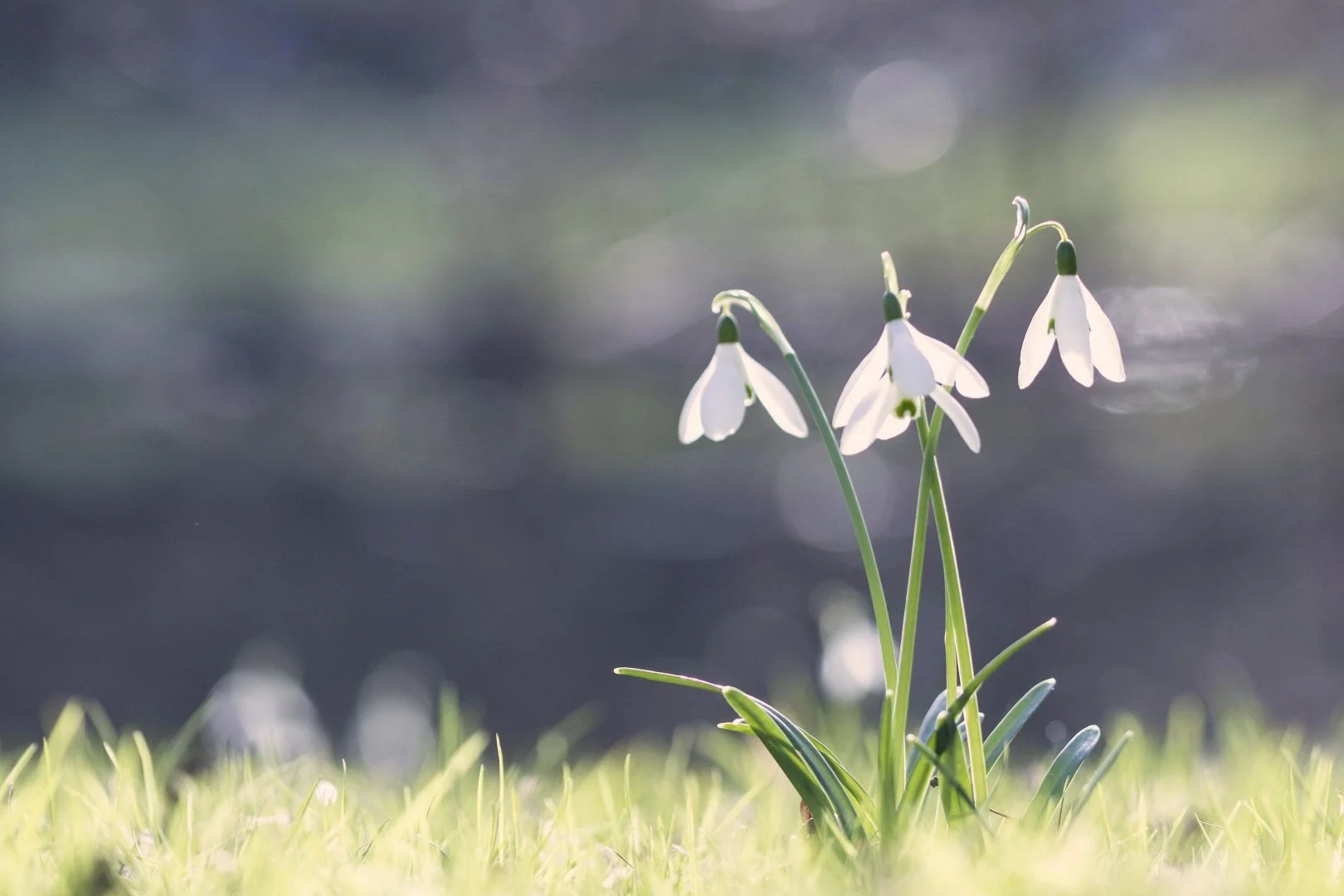 Sortie crocus