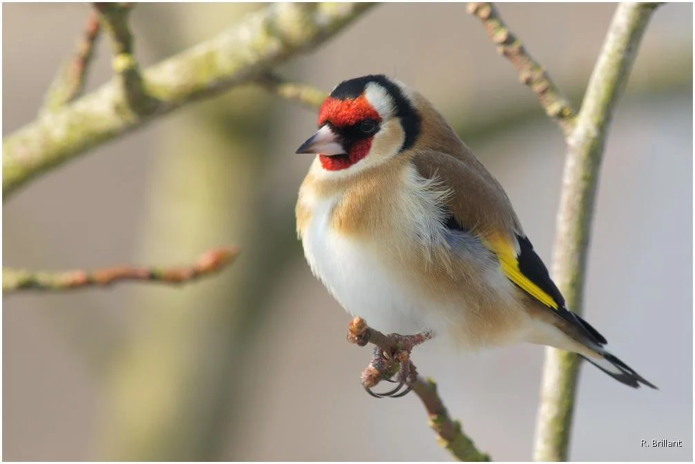 Visiteurs du jardin