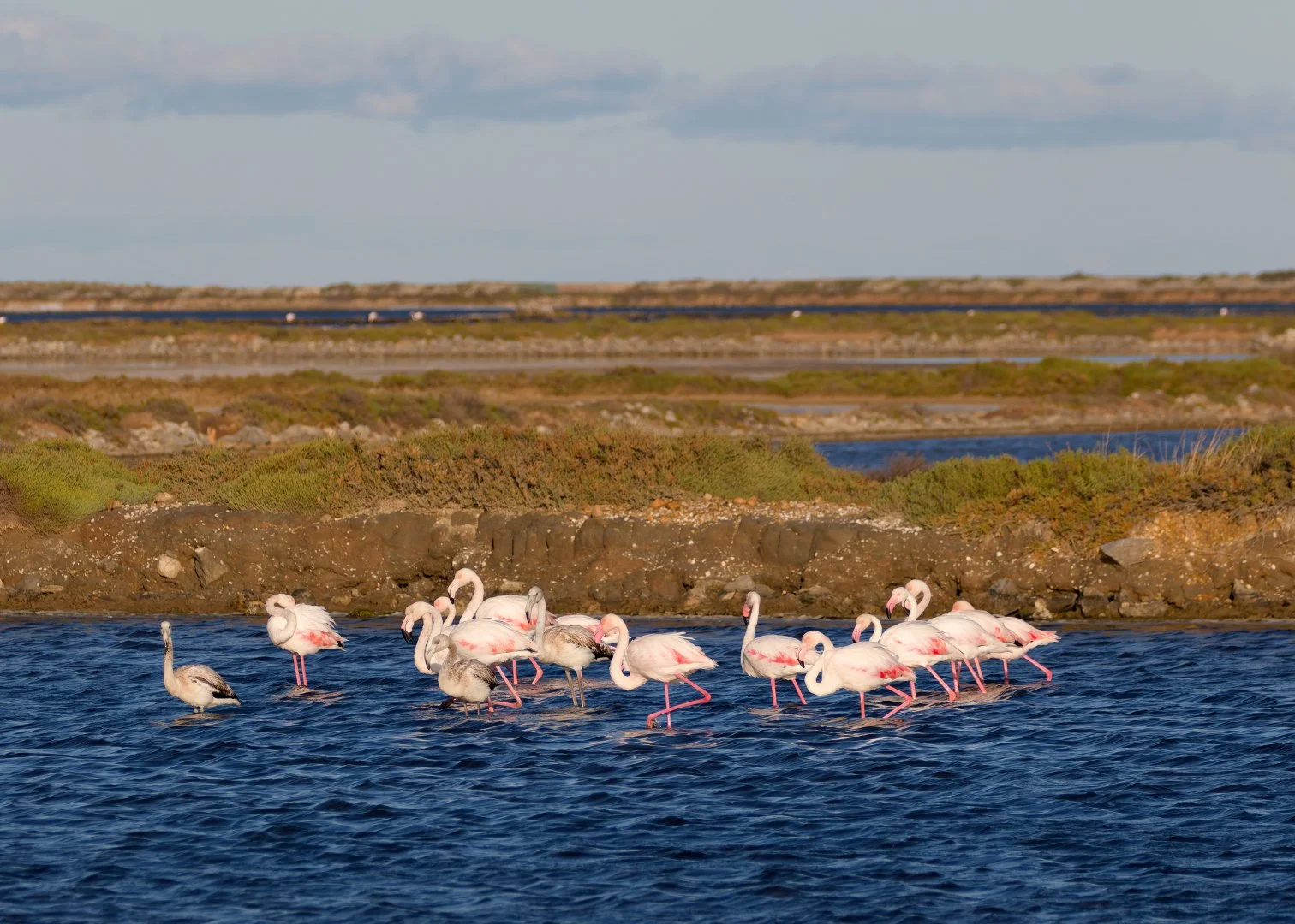 JV-OCT-2025Flamands-roses-Gruissan-P9240130_DxO.jpg
