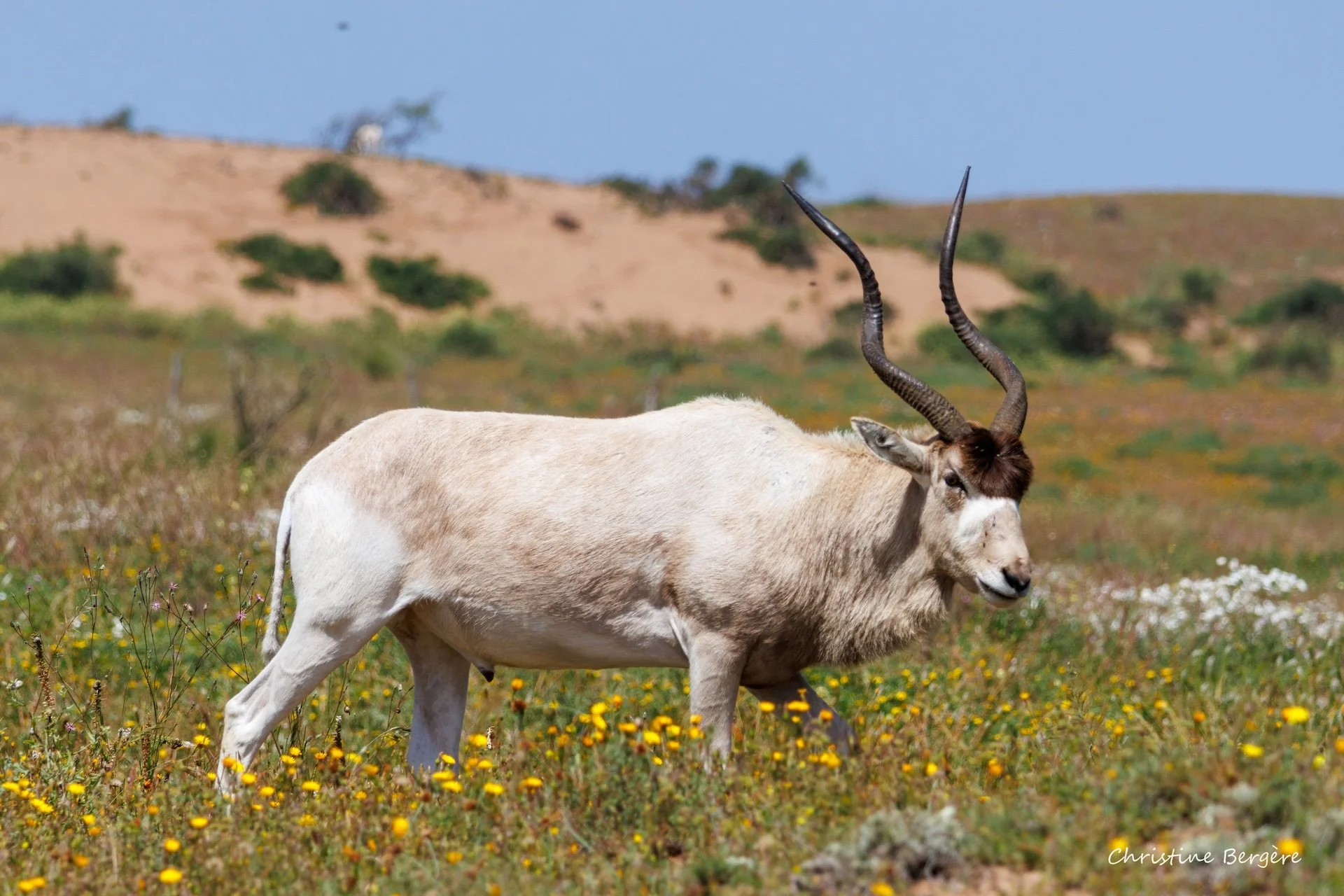 CB-0326-Addax.jpg