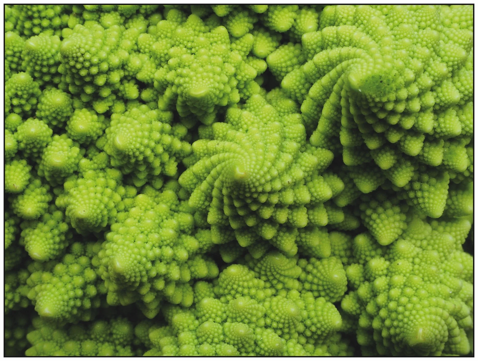 Fractales Romanesco.jpg