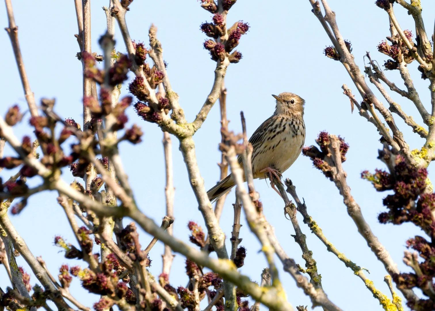 Pipit-farlouse-JV-.P3020925_DxO_DxO.jpg