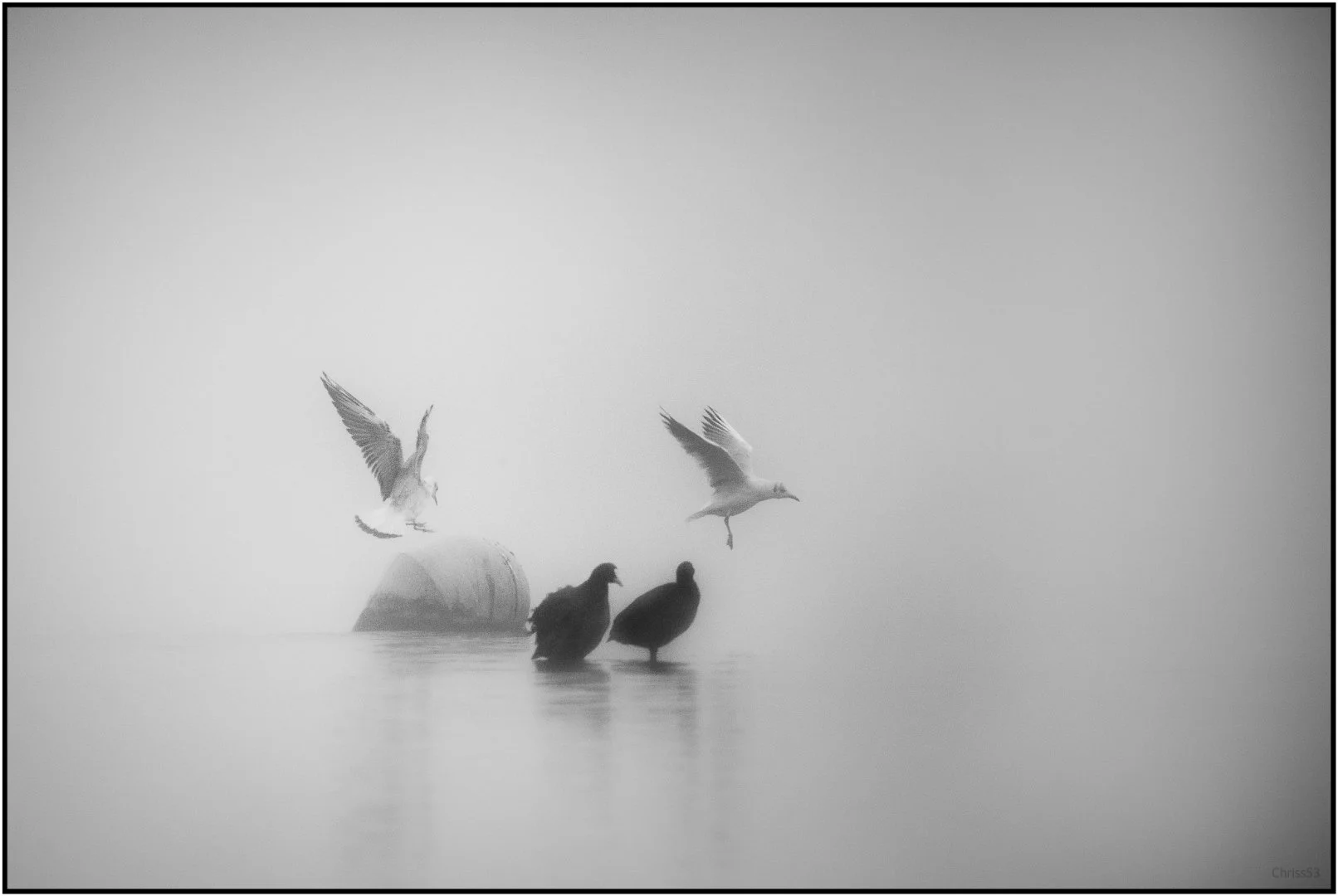 Brouillard-matinal.jpg