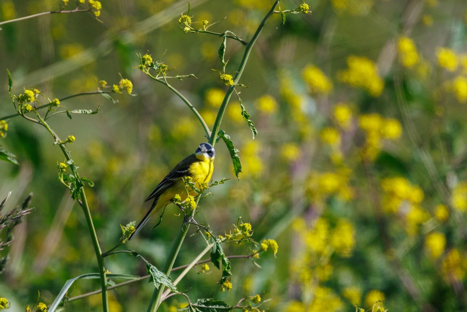 CB-0424-Bergeronnette-de-printemps.jpg
