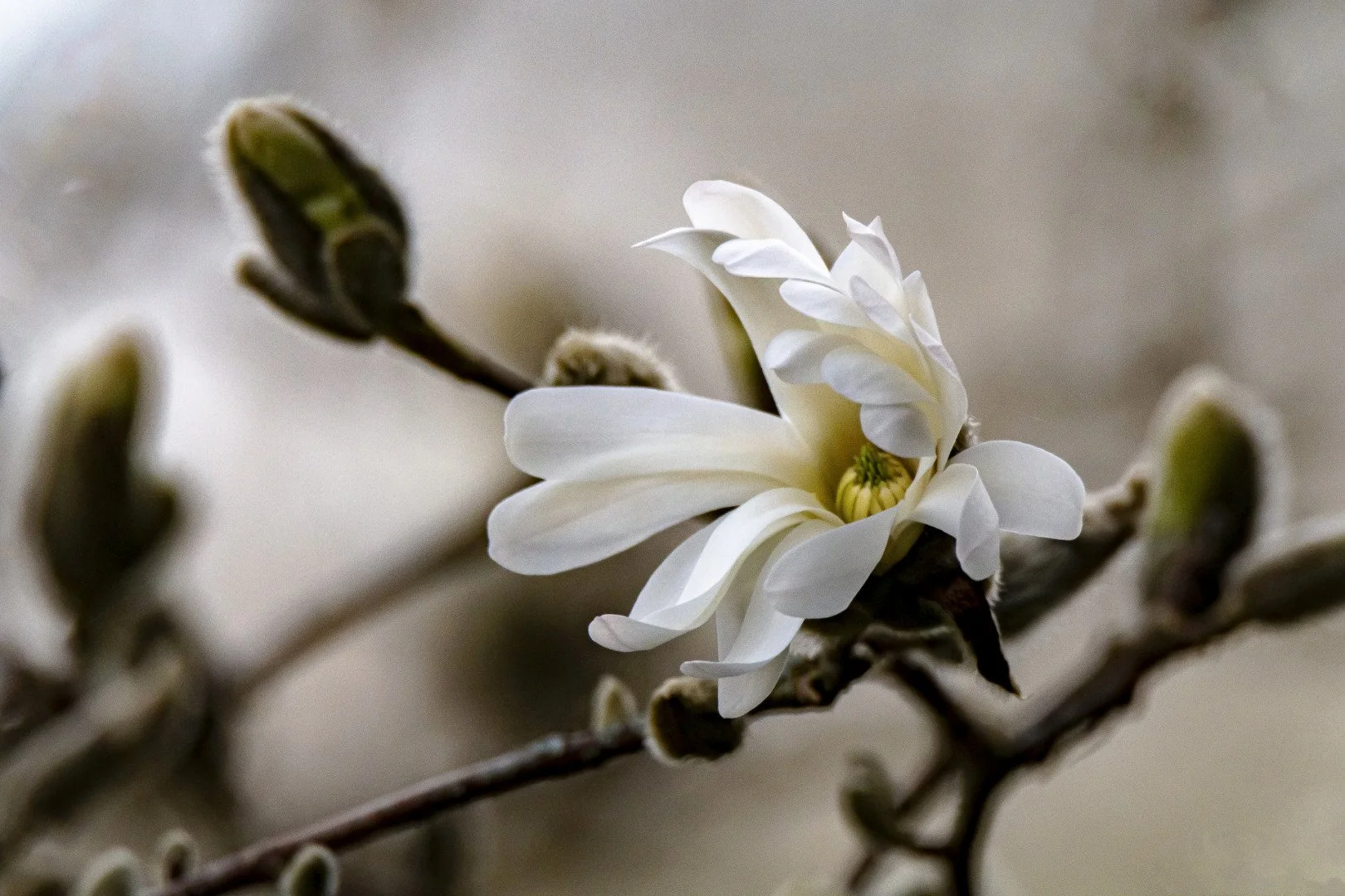 Magnolia-etoile.jpg