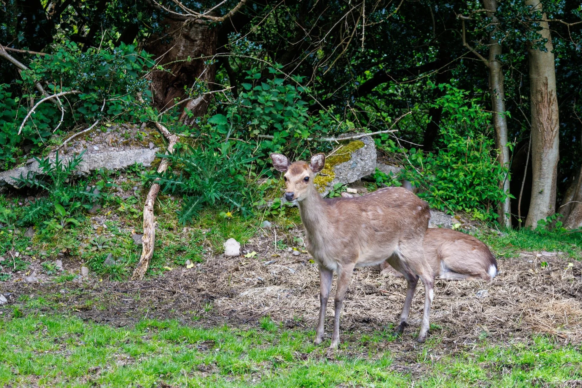 CB-0526-Faon cerf sika.jpg