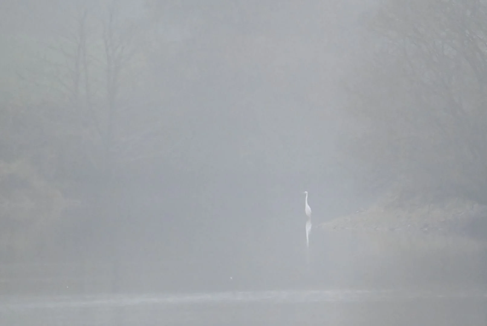 Grande_Aigrette.jpg