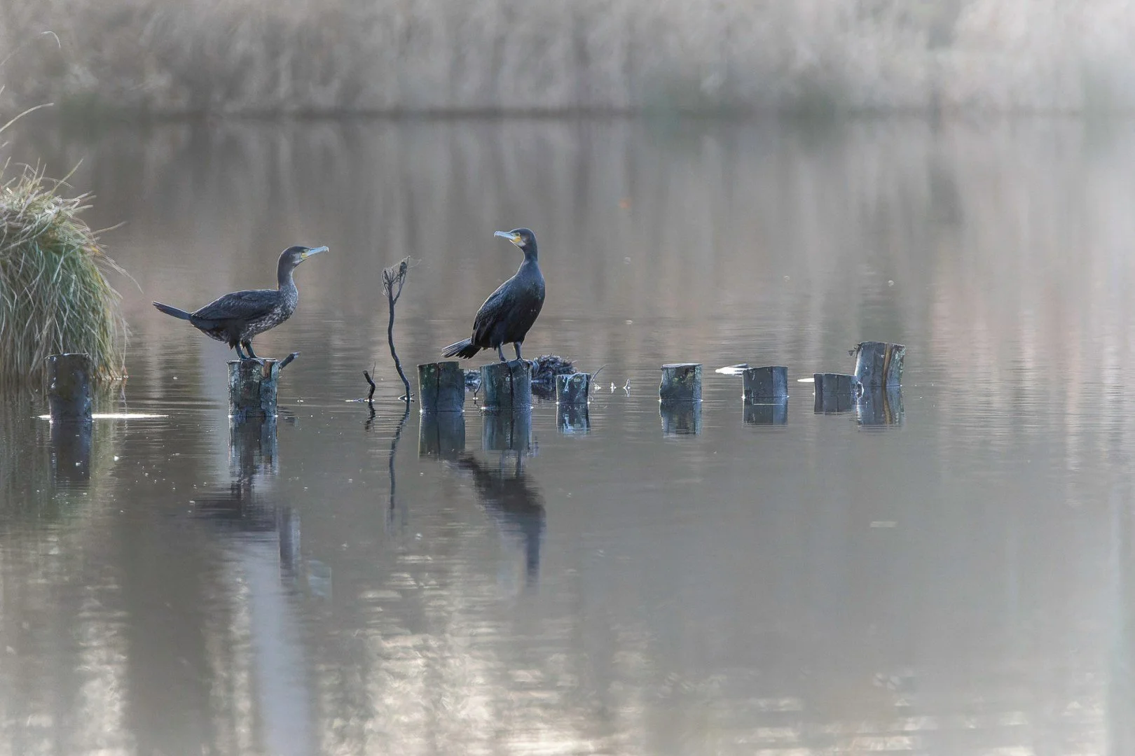 PF_0124_cormoran2.jpg