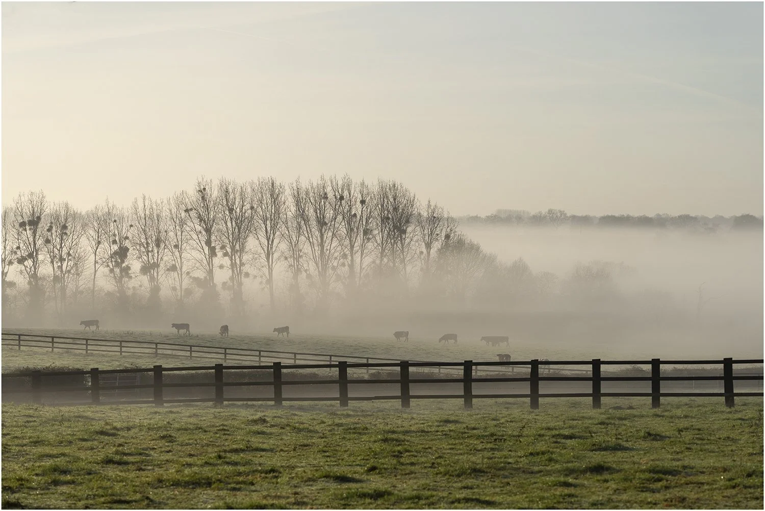 Brume-Matinale.jpg