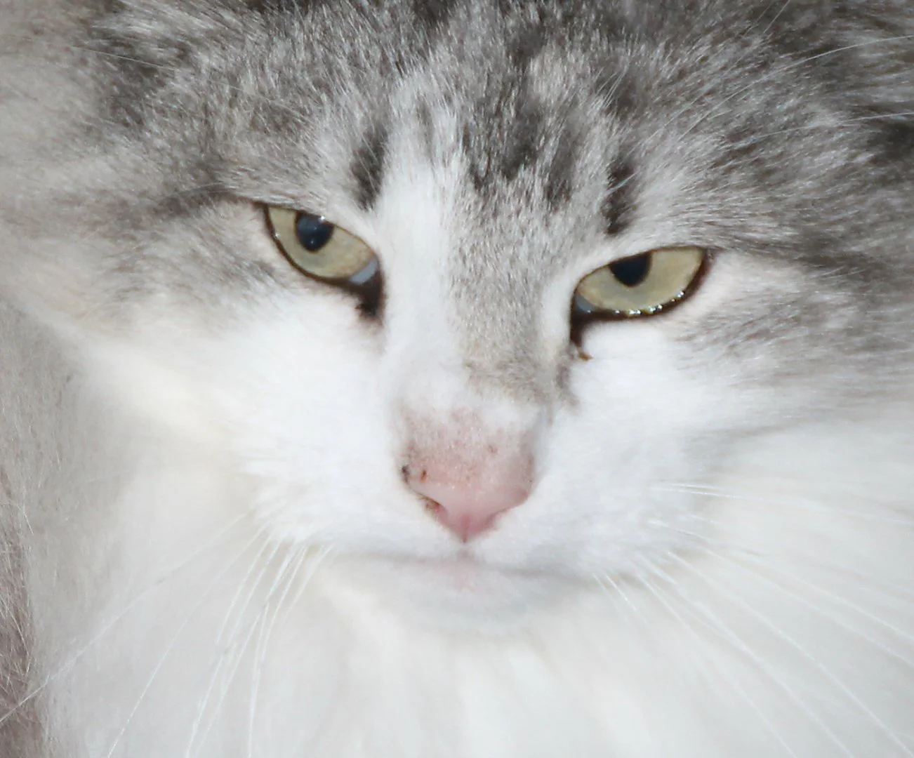 Regard-expresif.jpg