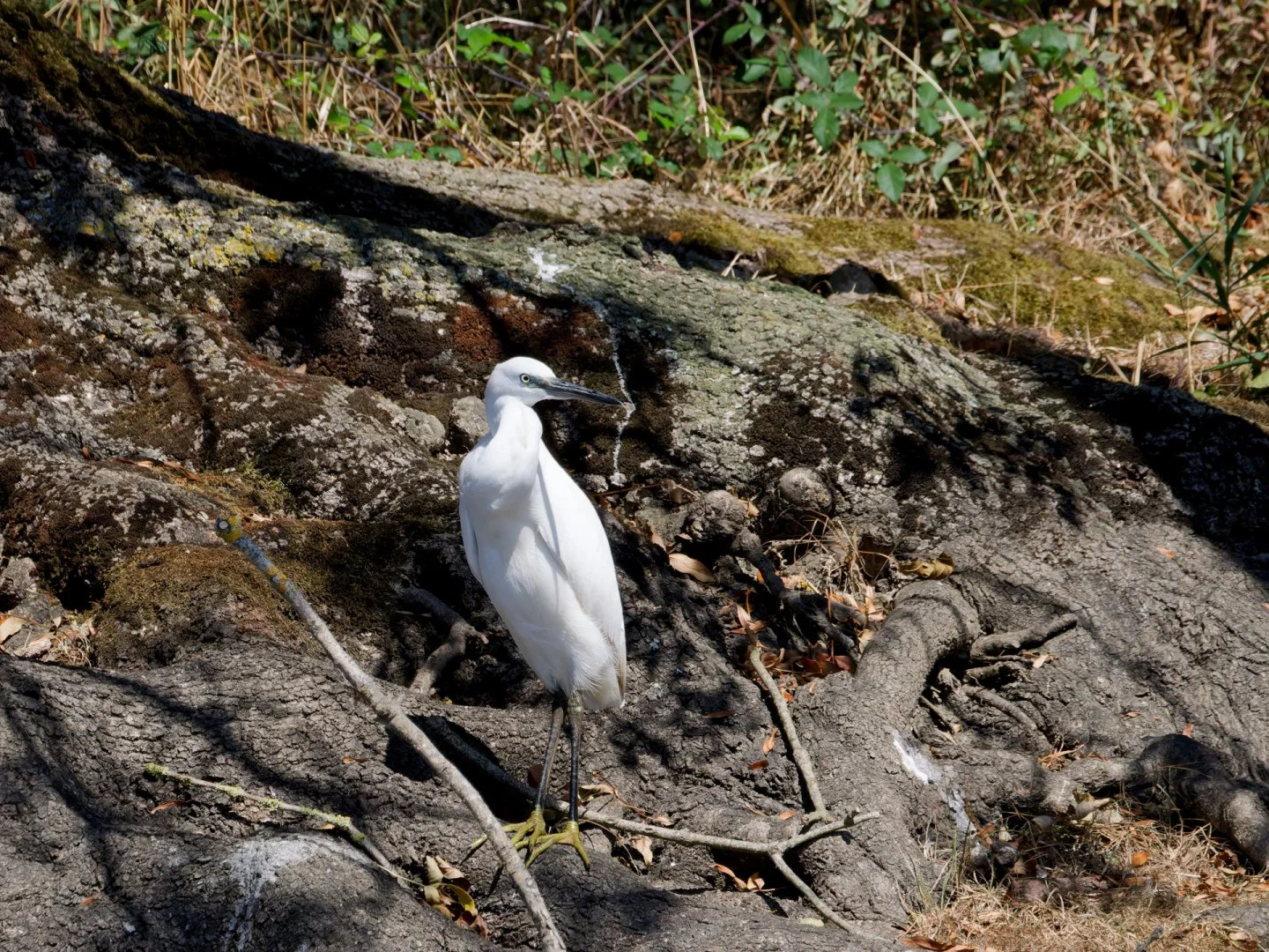 JV-ete-2025-Aigrette-Garzette-11.jpg