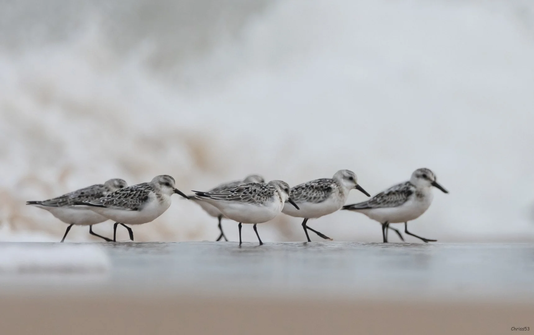 CP-10-24-Becasseaux-sanderling-3.jpg