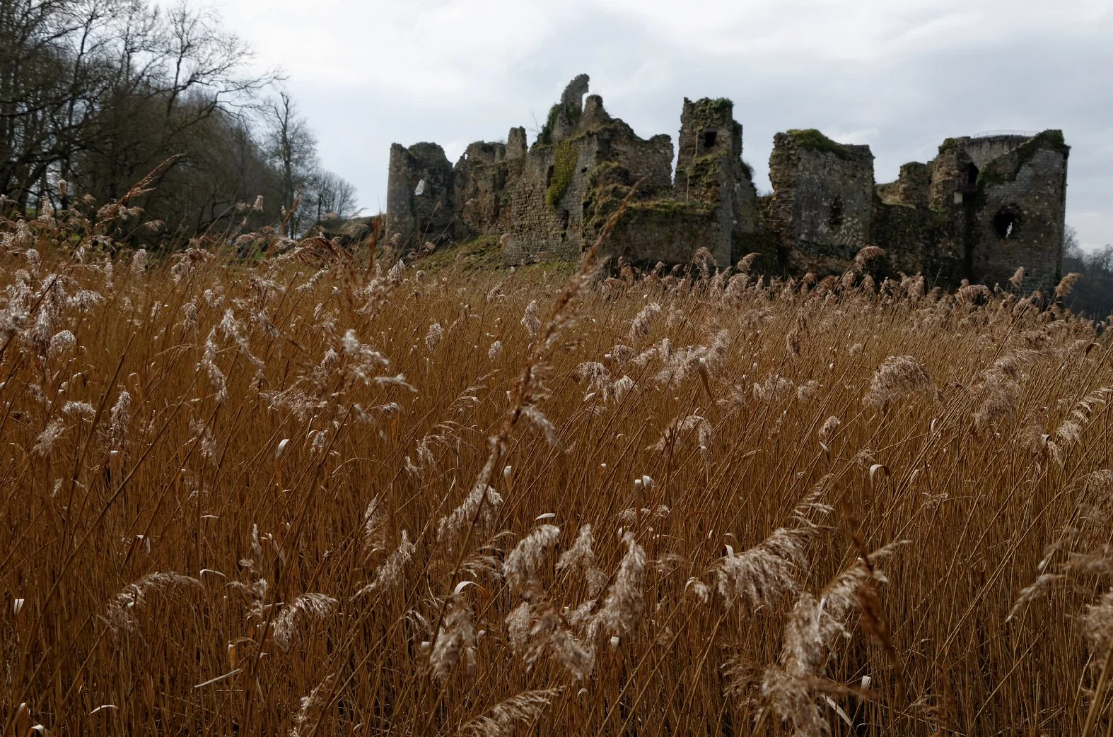 DSC_0643li.jpg