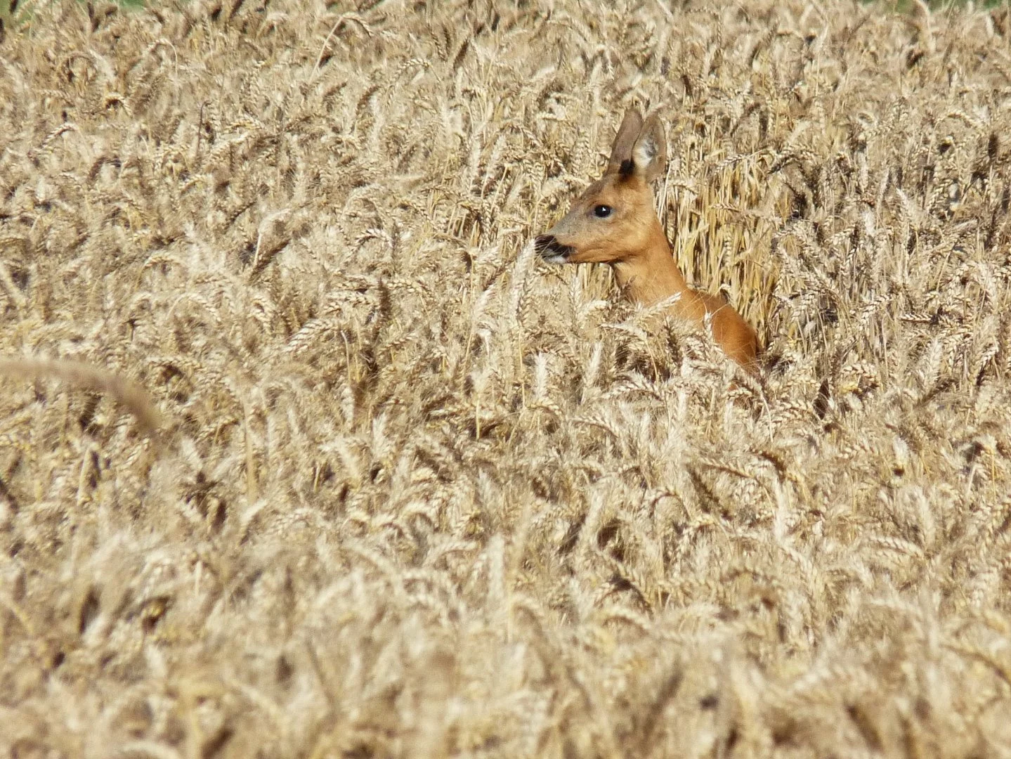 gr.animalier_octobre_2018-17.JPG
