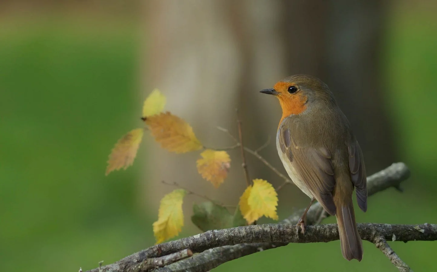Maître-Robin.jpg