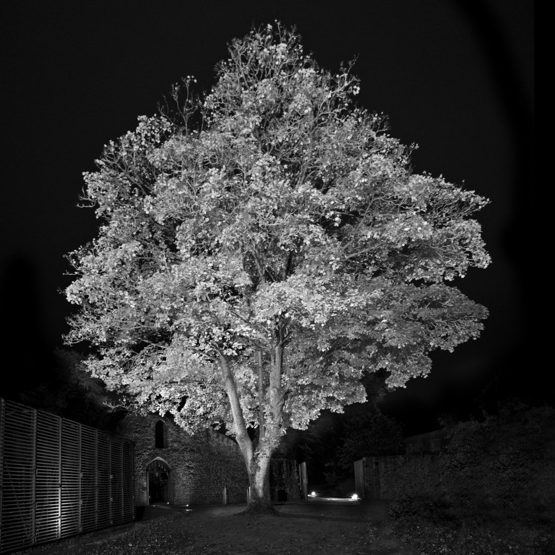Arbre-des-lumières.jpg