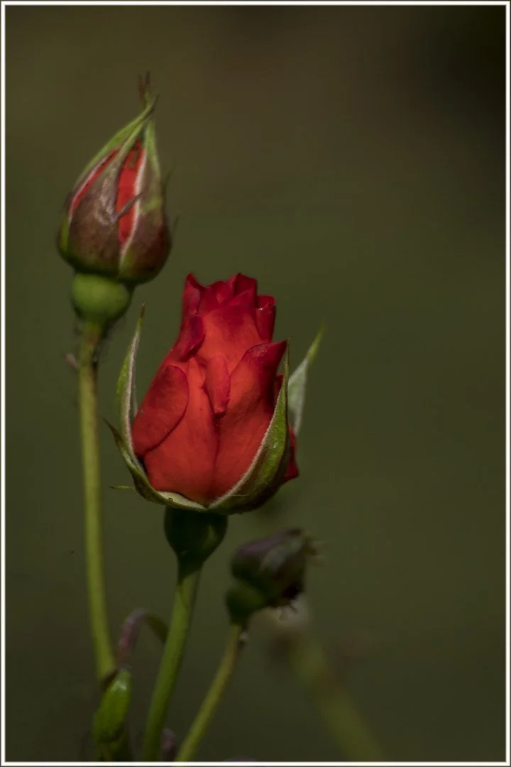 Roses-12.jpg