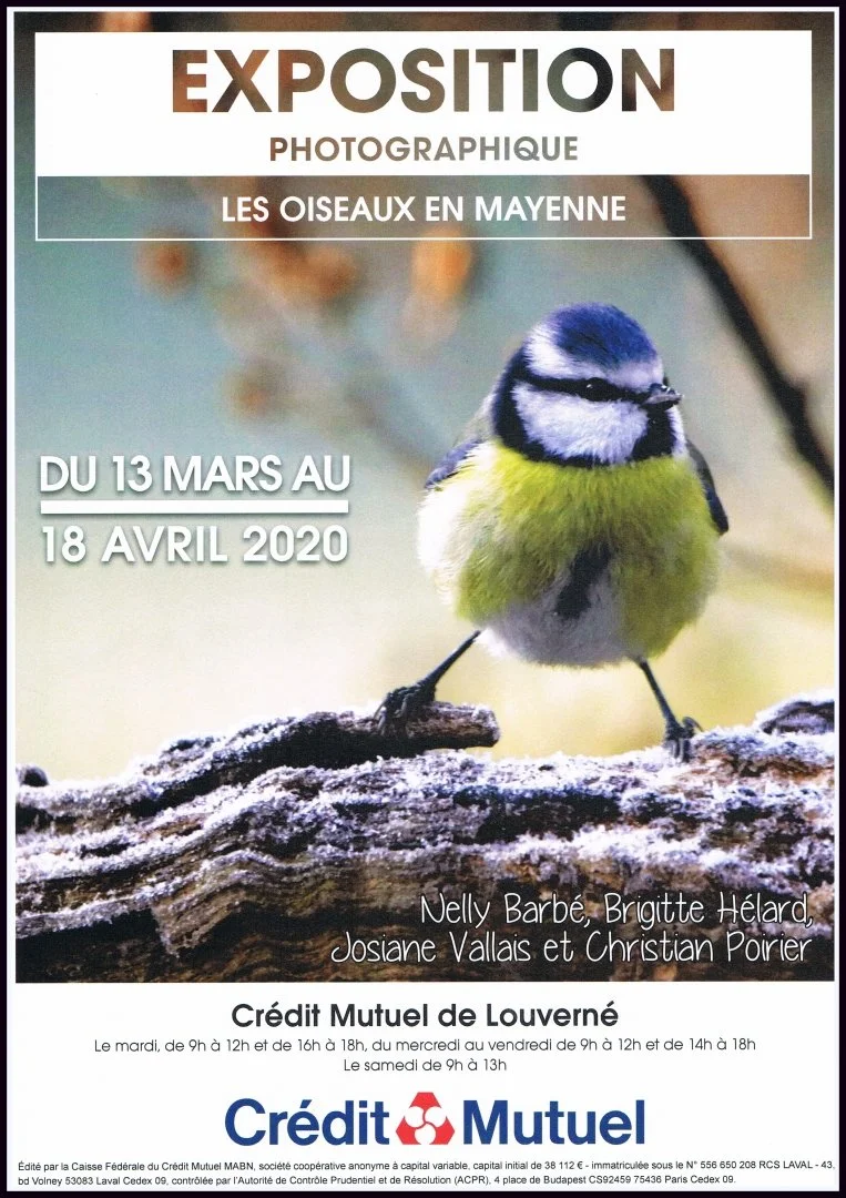 Les oiseaux en Mayenne 2020