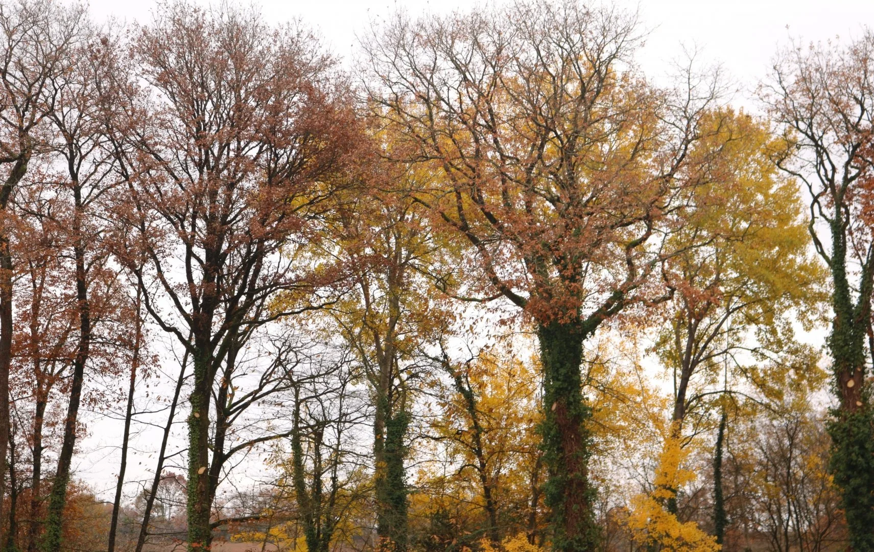Variantes-couleurs-dAutomne.JPG
