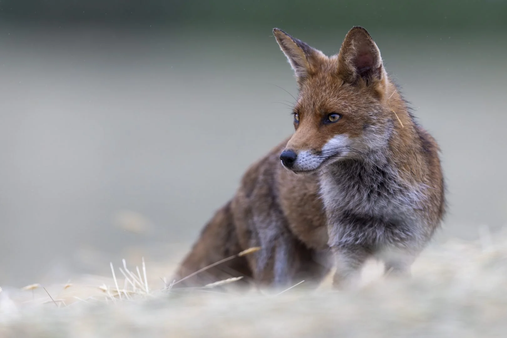Laube-dun-regard.jpg
