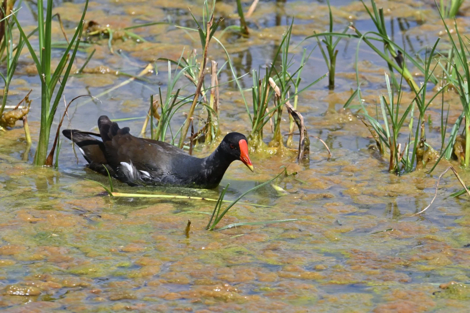 HM-Gallinule-poule-deau-Mod-600mm-S-Vit2500s-f10-ISO1250-Parc-du-Teich-DSC_3707.jpg