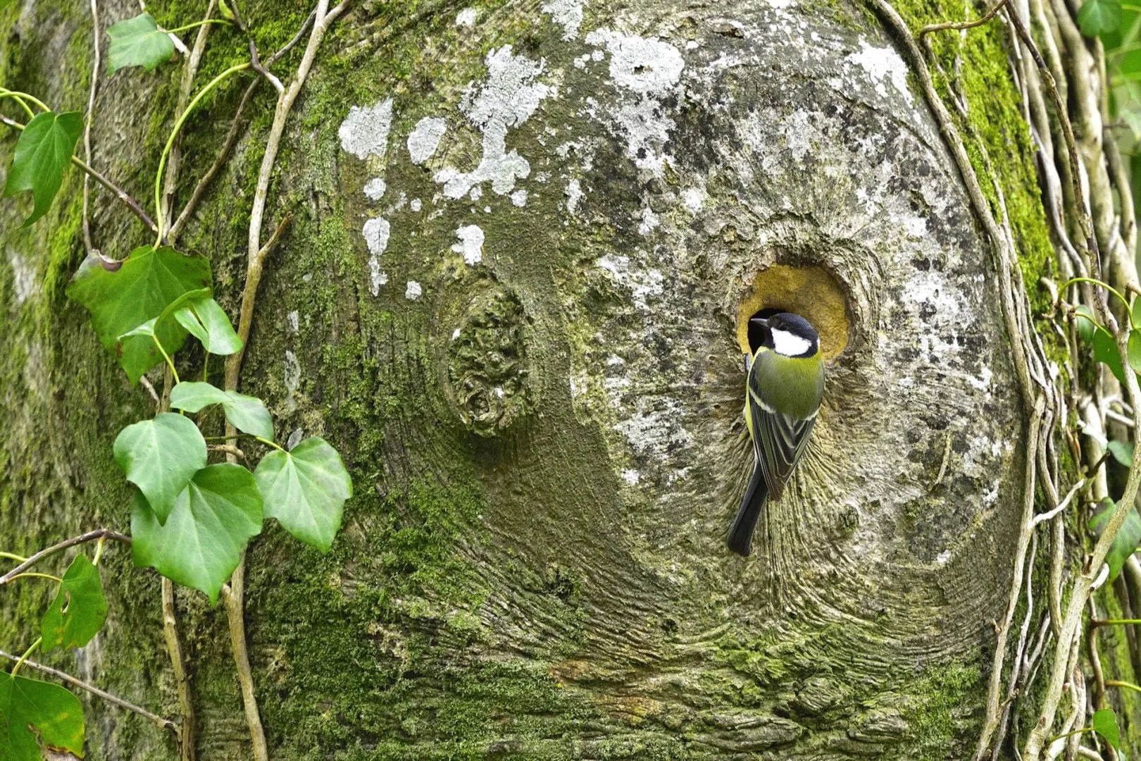 NAODT2021_Robert_05-Mesange-charbonniere-en-recherche-de-loge-en-foret-de-Mayenne-1_gal.jpg