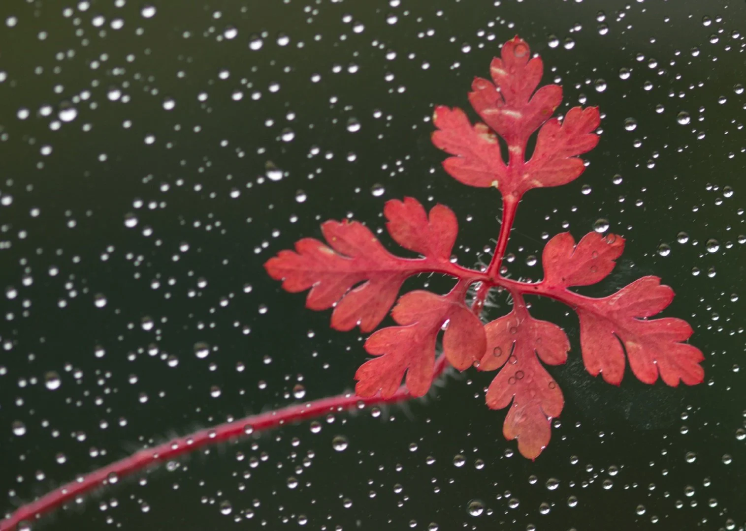 sous-la-pluie.jpg
